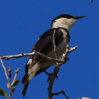 Banded Honeyeater